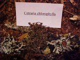 Tuckermanopsis chlorophylla image