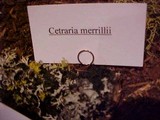 Kaernefeltia merrillii image