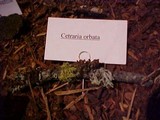 Tuckermanopsis orbata image