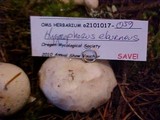 Hygrophorus eburneus image