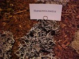 Hypogymnia inactiva image