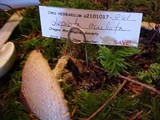 Lepiota oculata image