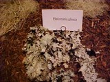 Platismatia glauca image