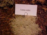 Usnea wirthii image