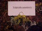 Vulpicida canadensis image