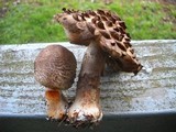 Chlorophyllum rachodes image