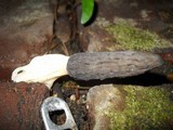 Morchella importuna image