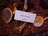 Amanita augusta image