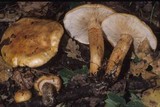 Tricholoma aurantium image