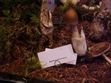 Amanita pachycolea image