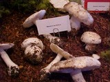 Amanita silvicola image