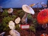 Amanita smithiana image