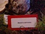 Amanita smithiana image