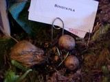 Bovista pila image