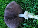 Agaricus californicus image