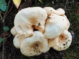Lactarius pubescens var. betulae image