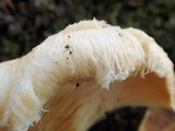 Lactarius pubescens image
