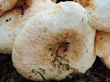 Lactarius pubescens var. betulae image