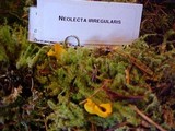 Neolecta irregularis image