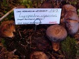 Lycoperdon nigrescens image