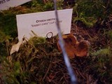 Otidea onotica image