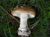 Amanita ameripanthera image