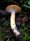 Hygrophorus speciosus image