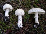 Amanita muscaria var. alba image