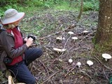 Amanita muscaria var. alba image
