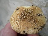 Echinoderma asperum image