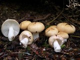 Russula bicolor image