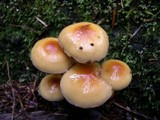 Hypholoma capnoides image