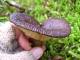 Lactarius fallax image