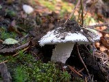 Amanita silvicola image