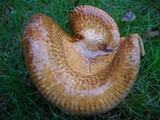 Paxillus involutus image