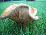 Paxillus involutus image