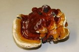 Ganoderma polychromum image
