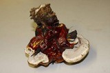 Ganoderma polychromum image