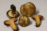 Paxillus involutus image