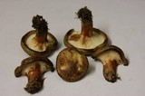 Paxillus involutus image
