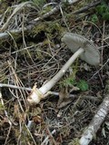 Amanita constricta image