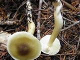 Tricholoma arvernense image