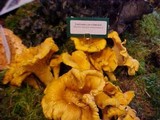 Cantharellus formosus image