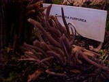 Alloclavaria purpurea image