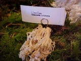 Clavulina coralloides image