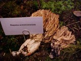 Ramaria acrisiccescens image