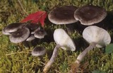 Cantharellula umbonata image