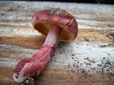 Gymnopilus luteofolius image