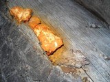 Gymnopilus luteofolius image