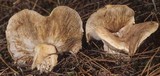 Image of Tricholoma muskokense